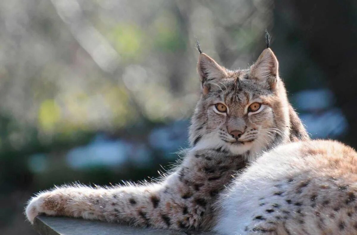 Скажи рысь. Рысь Линкс. Кавказская Рысь Lynx Lynx dinniki. Рысь Кавказская (Lynx Lynx dinniki Satunin, 1915).. Рысь европейская обыкновенная.