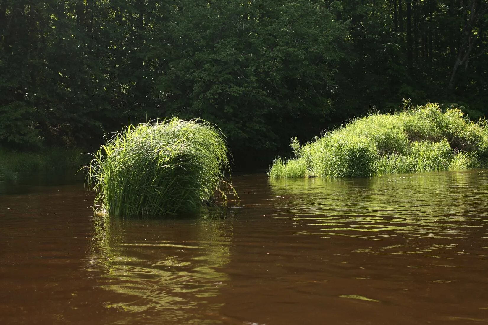 бисан сураж. растения и животные реки ипуть. пойма реки ипуть. река надва брянская область. новозыбков река ипуть.