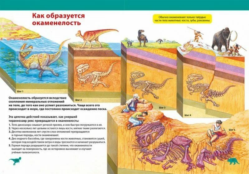 Какие породы образуются из останков живых. Процесс образования окаменелостей. Процесс образования окаменелостей динозавров. Процесс образования ископаемых остатков. Как образуются окаменелости.