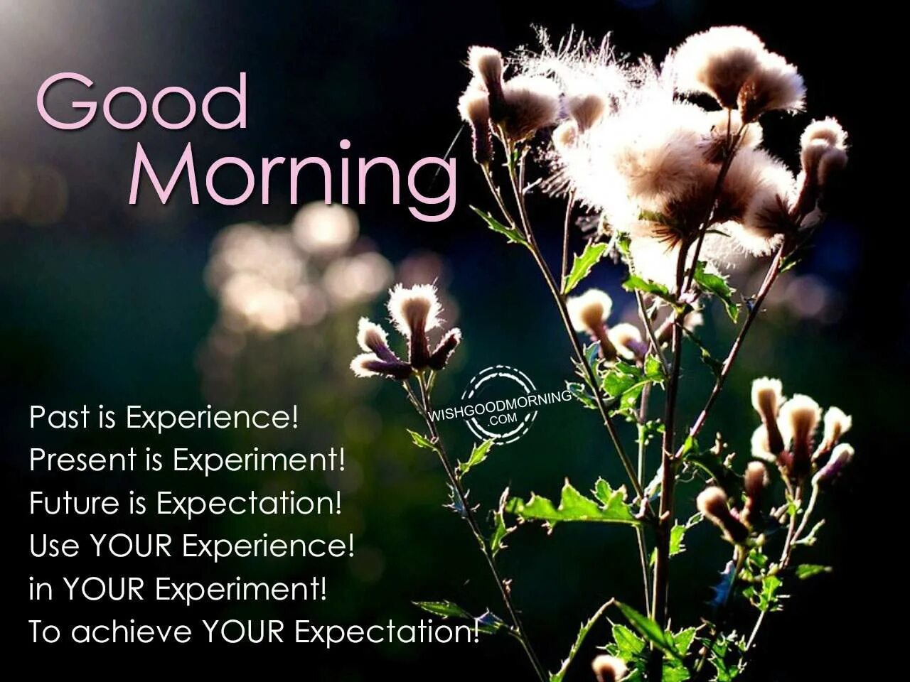Experience presents. Good morning цветы. Широкоформатная обложка good morning. Morning Flowers самсунг. Гуд морнинг этиология.