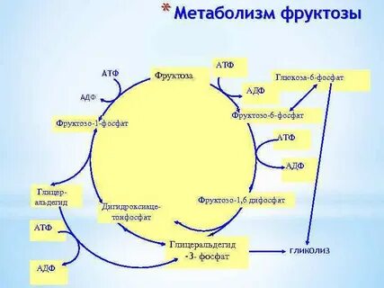 Фруктоза и жир