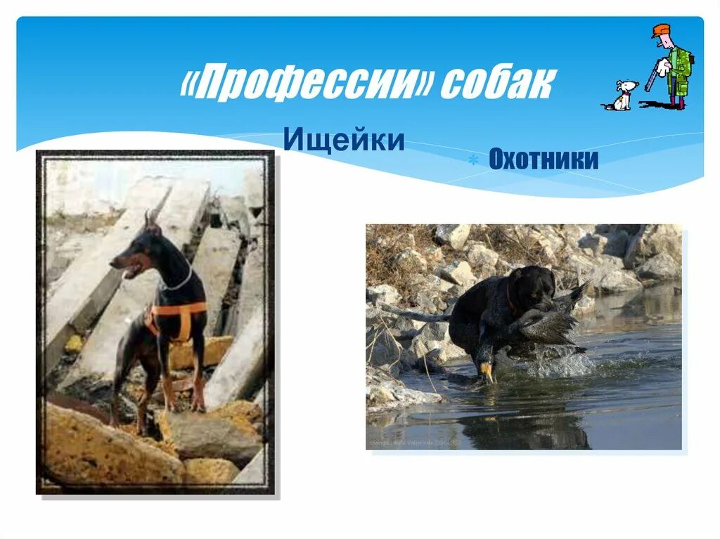 Профессия которая связана с собаками. Профессия связанная с собаками. Профессии собак. Собачьи профессии. Профессии собак окружающий.
