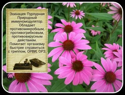 Эхинацея организма