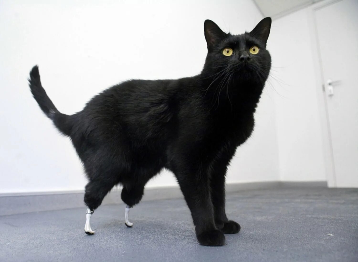 Американский рингтейл порода кошек. Бионический кот Оскар. Манчкин порода кошек черный. Кот Оскар с протезами. Порода с длинными хвостами