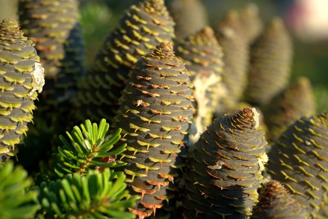 Cones tree