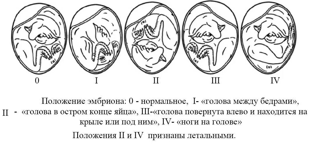 Положение цыпленка в яйце. Неправильное положение цыпленка в яйце. Неправильное расположение зародыша в яйце. Развитие куриного зародыша. Местоположение яиц