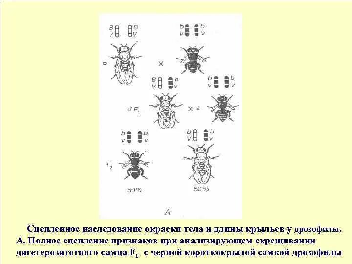 Сцепленное наследование у дрозофилы. Наследование окраски тела и длины крыльев у дрозофилы. Наследование крыльев у дрозофилы. Плодовые мушки эксперимент сцепленное наследование.