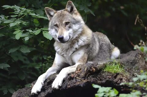 Животные, Волки, Волк обои на телефон скачать бесплатно. № 380509.