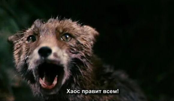 Хаос правит всем
