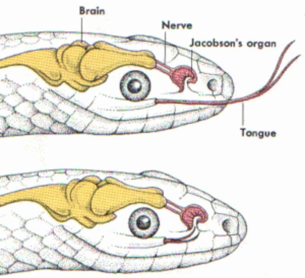 Какой элемент инфраглаза змеи выполняет. Строение пищеварительной системы змеи. Строение ядовитых змей. Пищеварительная система змеи схема. Строение головы змеи.