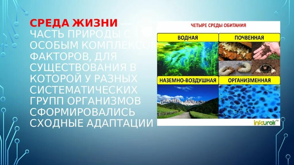 Термины среда жизни. Среды жизни. Понятие среда жизни. Водная среда жизни. Среды жизни в природе.