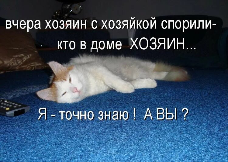 Кот в доме хозяин. Хозяин в доме. Кто в доме хозяин кот. Юмор кот хозяин в доме.