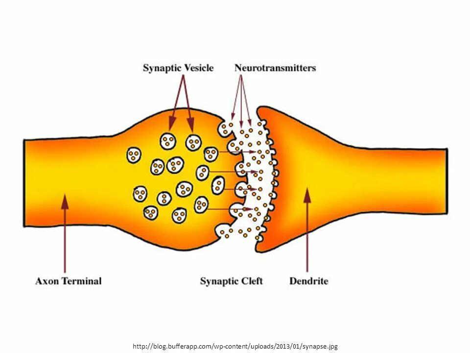 Синаптические пузырьки. Синапс. Медиаторы синапсов. Пузырьки с синаптическим медиатором расположены в.