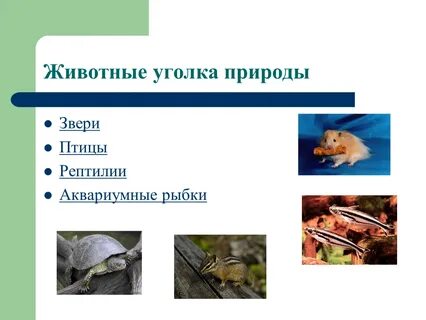 Какие животные животные углы