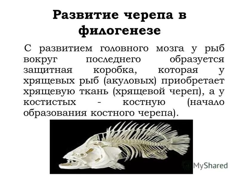 головной мозг хрящевых рыб. череп акулы сбоку строение. осевой скелет хрящевых рыб. висцеральный скелет акулы. скелет черепа хрящевых рыб.