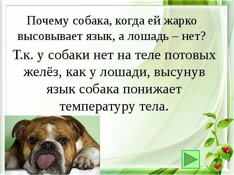 Почему в жару собака высовывает. Почему собаки высовывают язык. почему когда собаке жарко она высовывает язык. почему в жару собака высовывает язык. почему собаки высовывают язык в жаркую погоду.