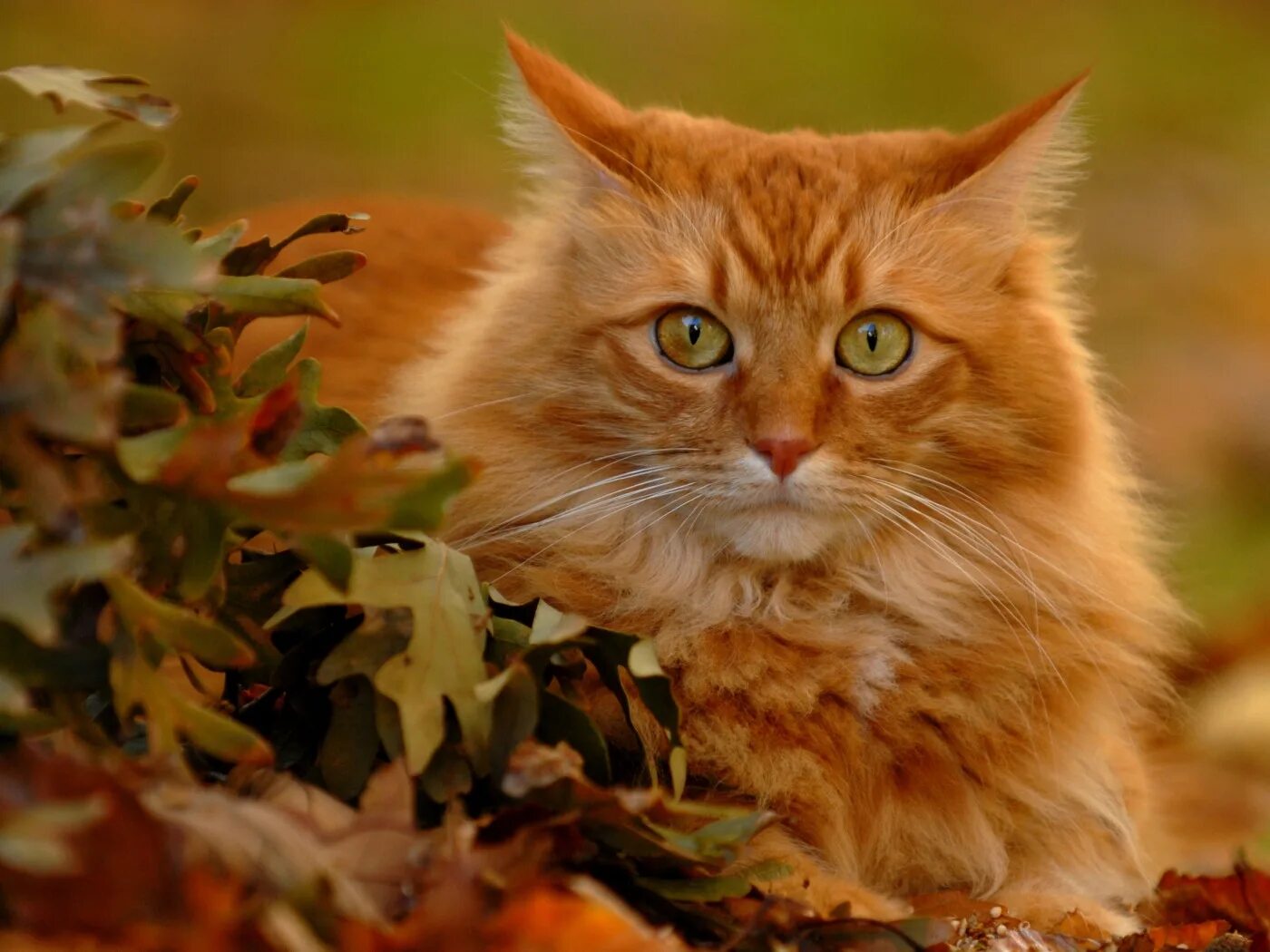 Download Maine Coon Ginger Cat Full 4k Wallpaper Wallpapers.com
