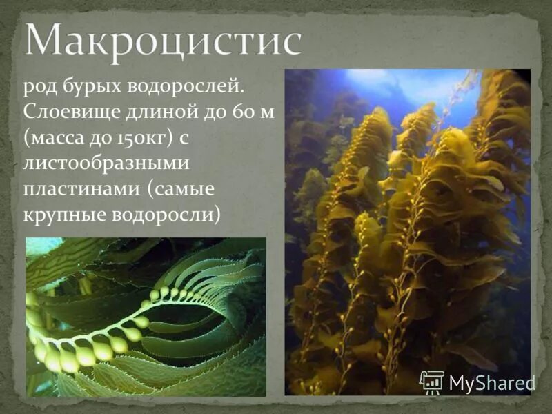 Ламинарии, макроцистис и фукусы. Бурая водоросль (Macrocystis pyrifera),. Макроцистис водоросль доклад. Самая большая водоросль.