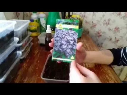Когда сажать рассаду гелиотропа