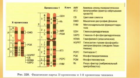 10 хромосома имеет