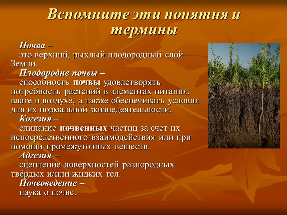 В каком районе наиболее плодородные почвы. Черноземы почвы растительность. Почвы Тамбовской области 4 класс. Сообщение о почве. Основные сведения о посве.