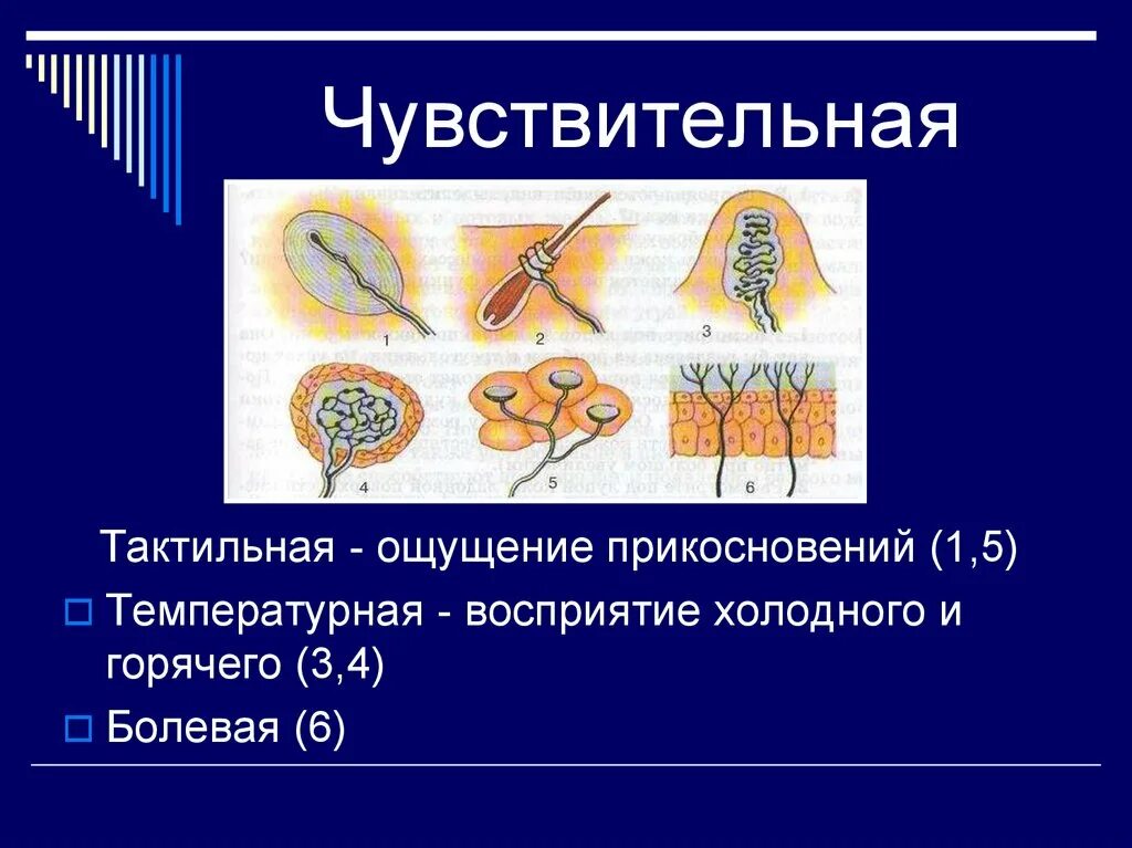 Что такое тактильность