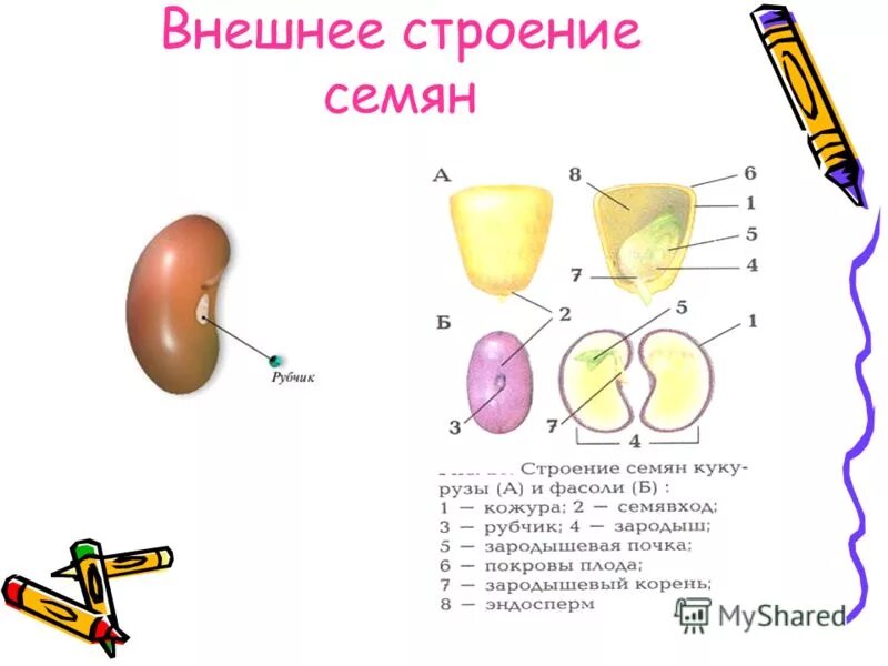 1 семя внешнее строение. Внешнее и внутреннее строение строения семени. биология 6 кл строение семени. строение семени схема 6 класс биология. строение семени кукурузы биология.