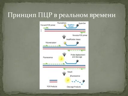 Пцр в реальном времени