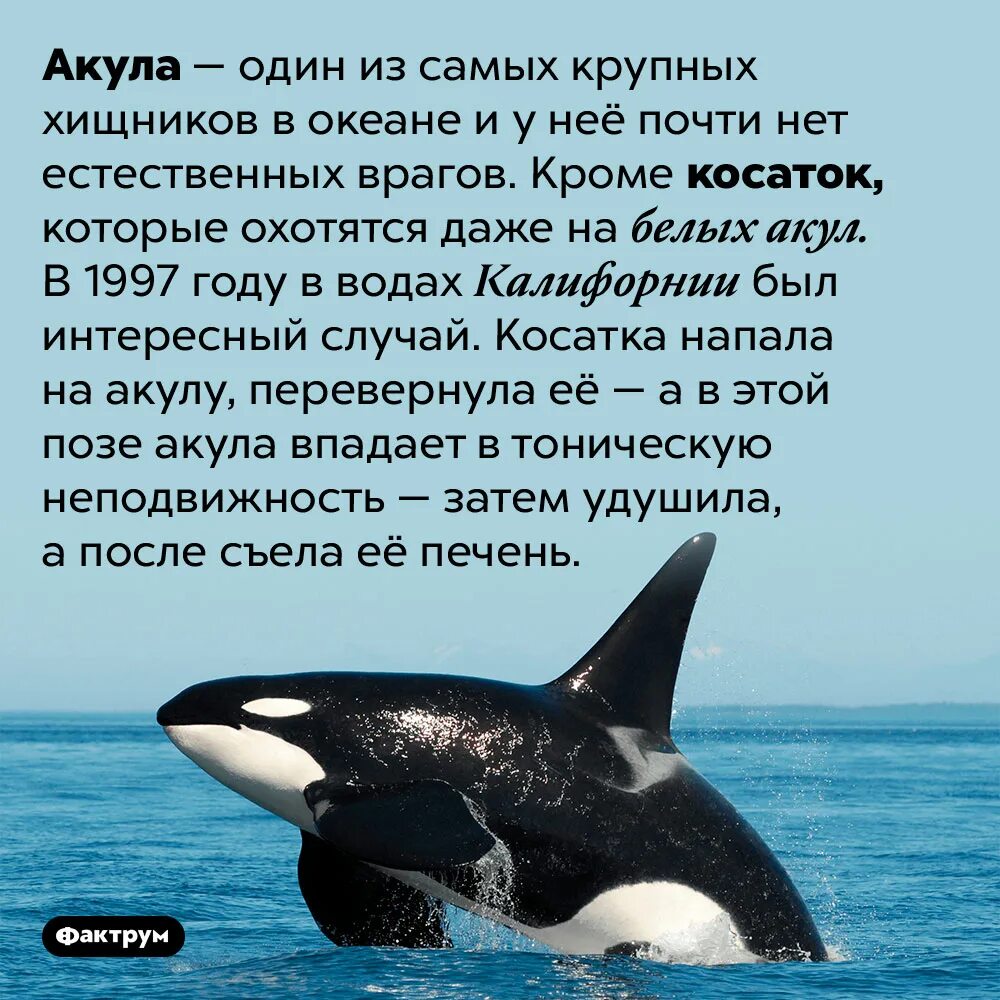 Акула не враг а средство передвижения. Косатка. интересные факты о касатках. враги касаток. касатка и акула.