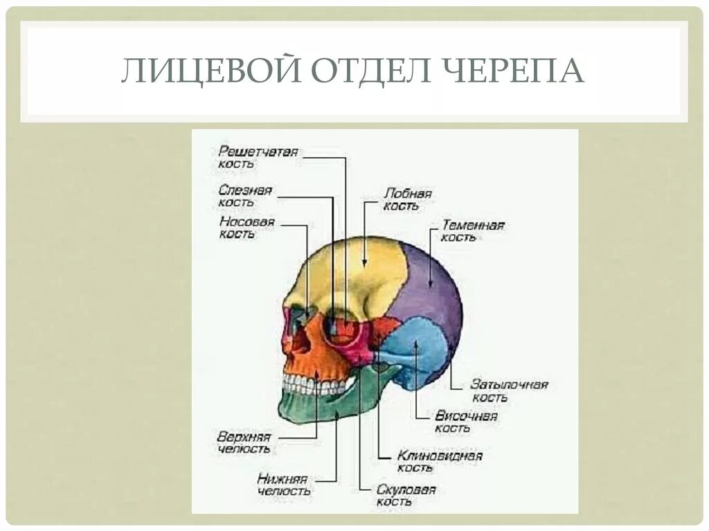 Строение черепа мозговой и лицевой отделы. Кости мозгового отдела черепа. Кости мозгового отдела черепа человека анатомия. Кости лицевого отдела черепа анатомия. Головной отдел черепа