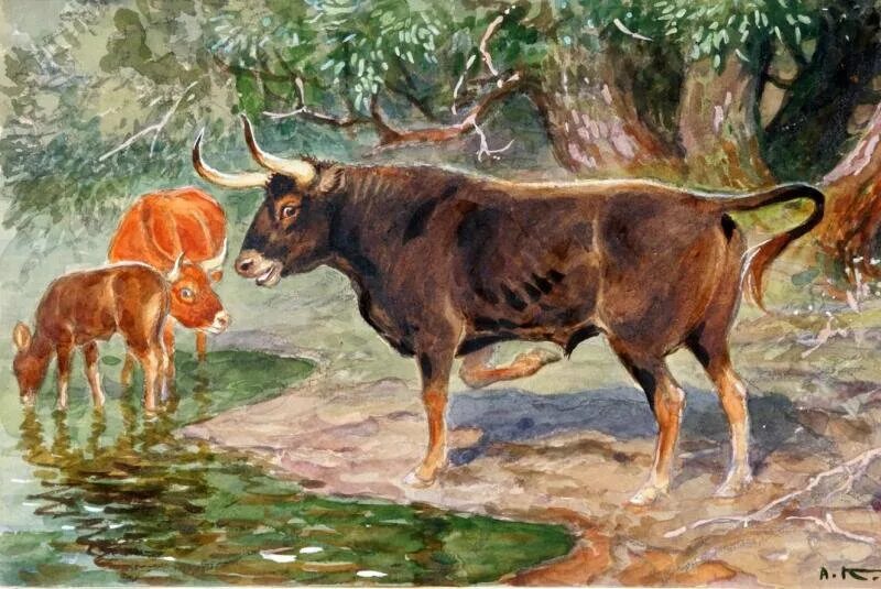Корова в древности. Тур дикий бык вымерший. Тур дикий бык вымерший вид. Европейский дикий бык тур. Тур бык вымерший.