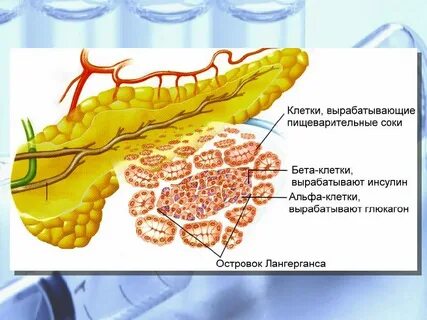 Инсулин островки