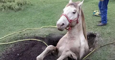 Hole horse