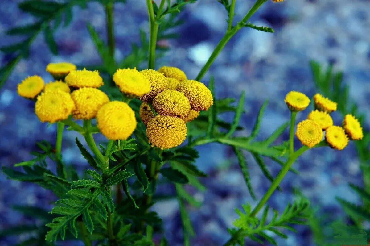 Пижма обыкновенная (tanacetum vulgare l. Пижма раст сем сложноцветных. Пижма гуронская. ). Пижма тысячелистниковая.