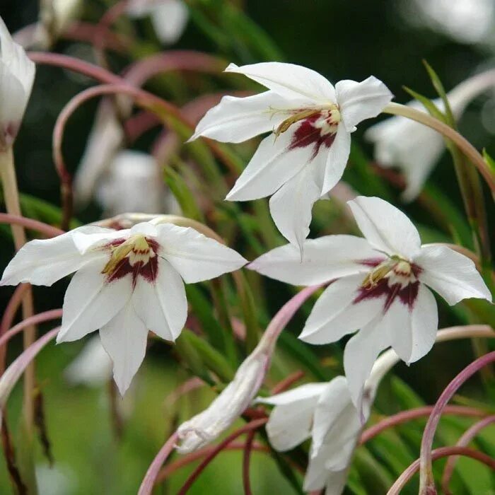 Ацидантера выращивание из луковицы в открытый. Ацидантера Мирель. Acidanthera bicolor луковицы. Ацидантера Вайт. Ацидантера Acidanthera murielae.