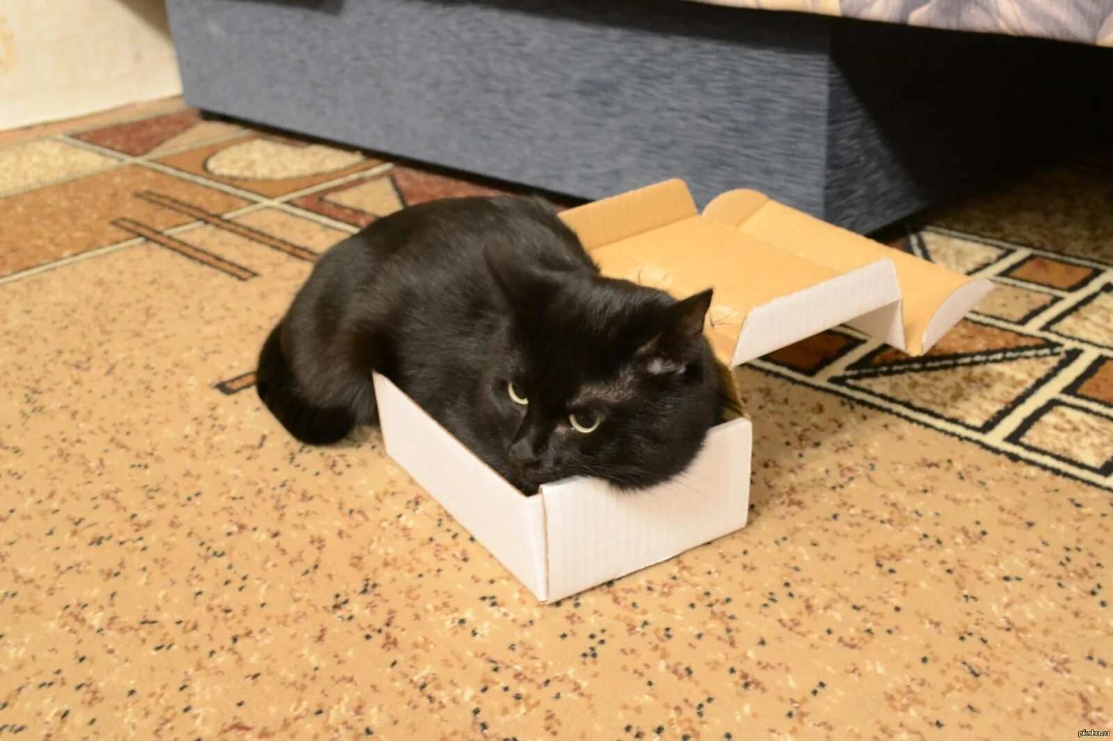 Кот ест коробку. Злой кот в коробке. Кот ест вискас. Коты в коробке. Коробка для кота.