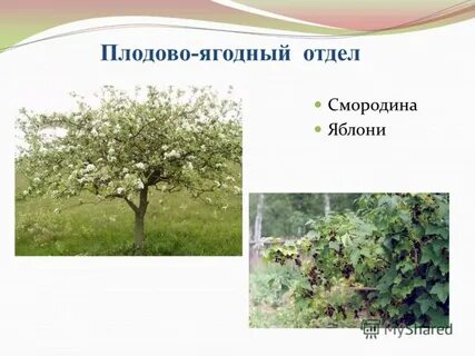 Яблоня смородина