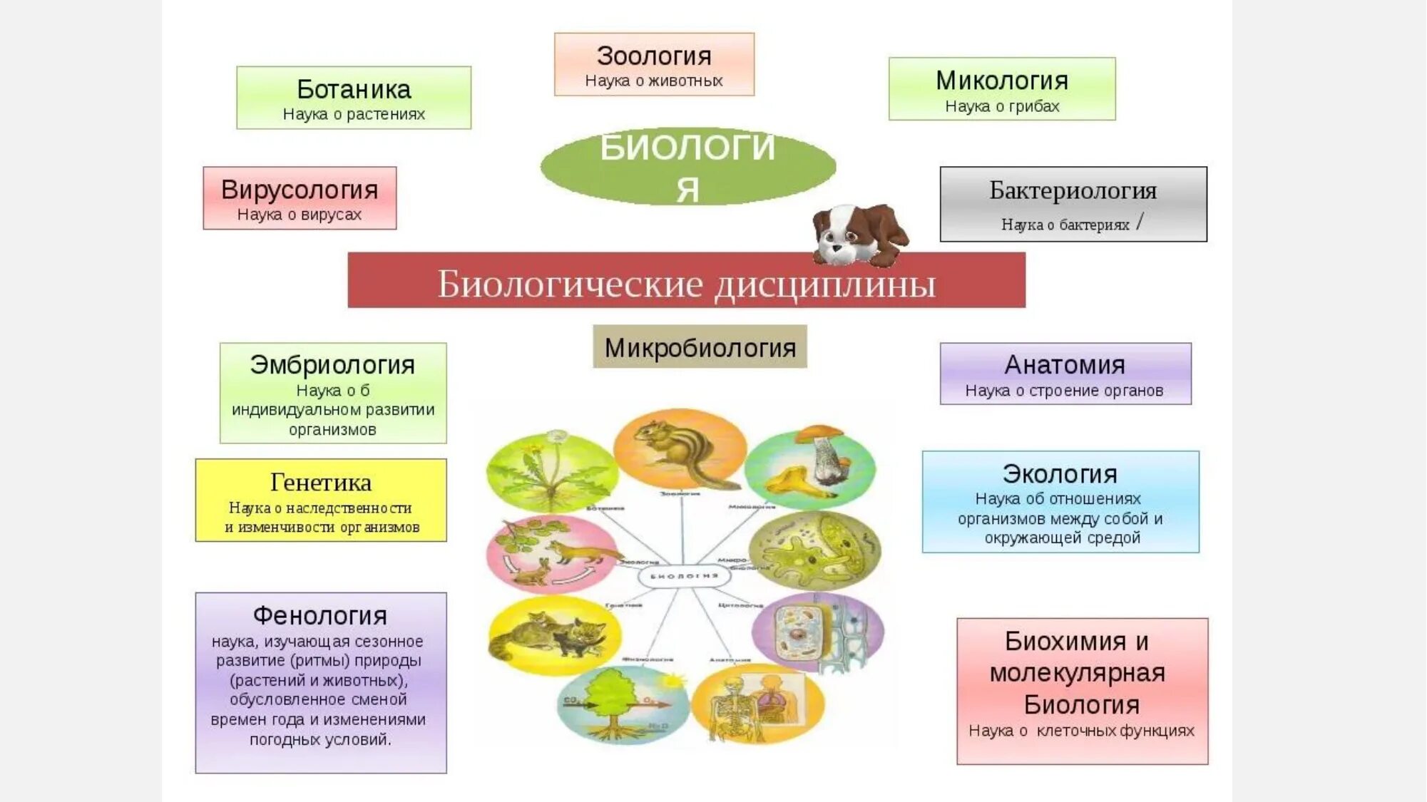 Биологические науки 5 класс биология ответы. Биологические науки 5 класс биология. Таблица 5 кл биология биологические дисциплины. Семья биологических наук 5 класс таблица по биологии. Биологические науки 5 класс биология список.