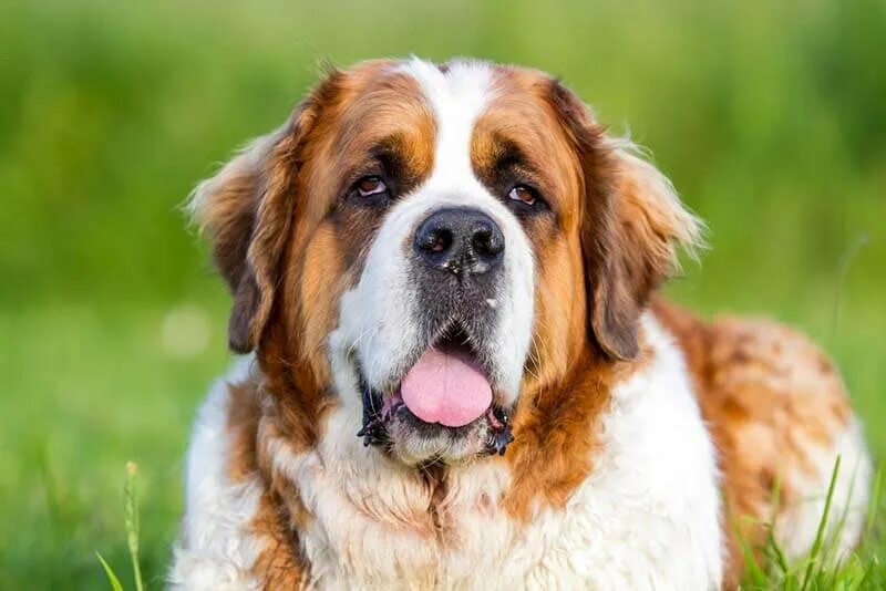 Как выглядит собака бетховен St. Bernard. Bernard dog, St bernard dogs, Dogs