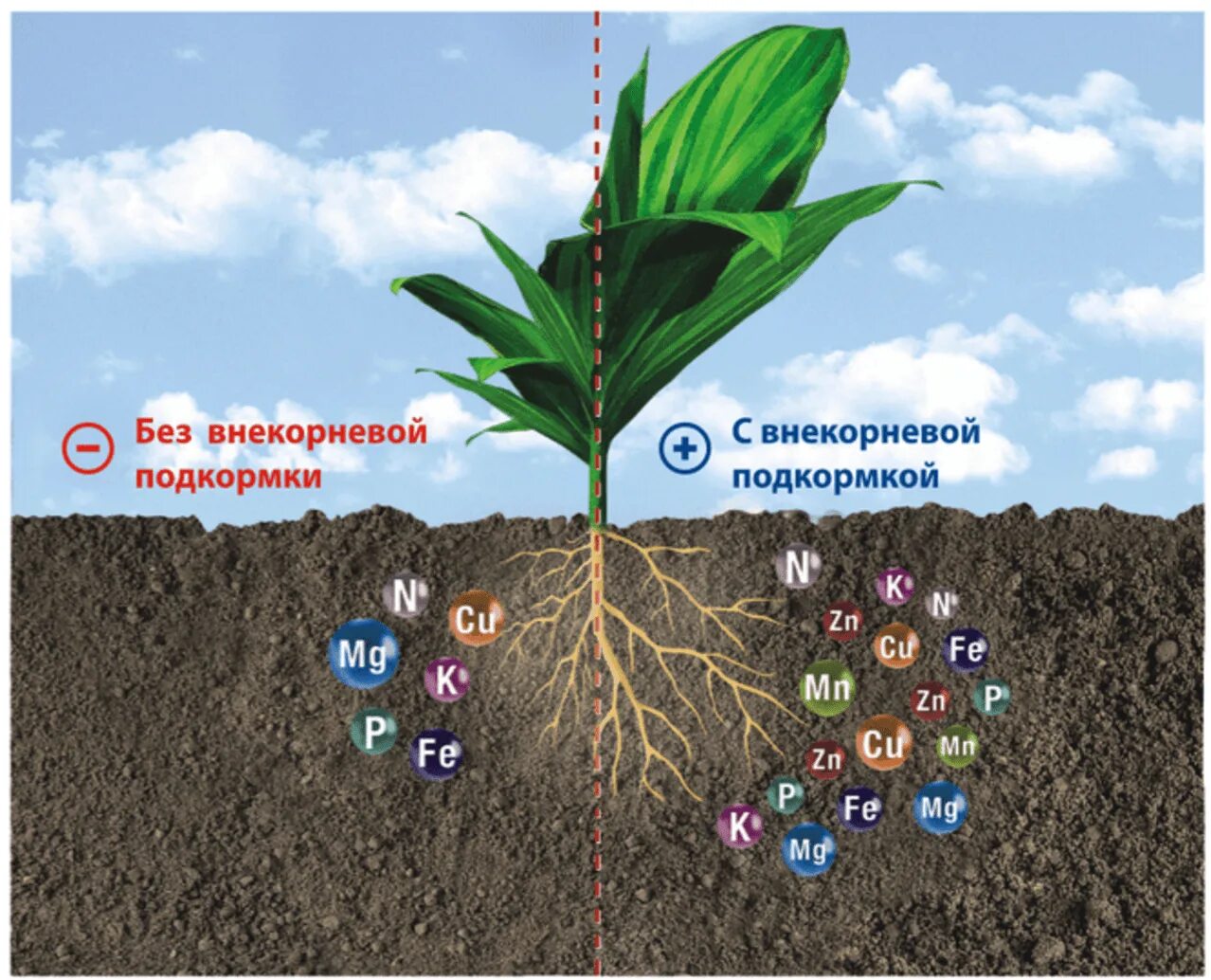 Влияния почв на растительность. Микроэлементы для растений. Микроэлементы в почве. Удобрение для внекорневой подкормки. Питательные вещества в почве.