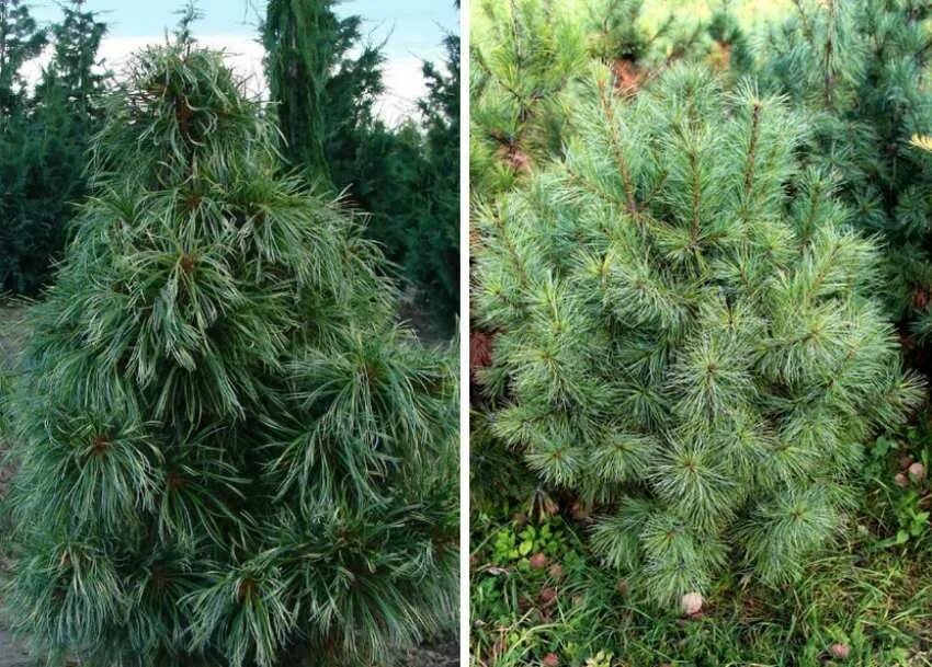 Кедр маньчжурский. Сосна кедровая pinus sibirica. Твеленев сосна кедровая. Какой кедр выбрать. Какой кедр выбрать.