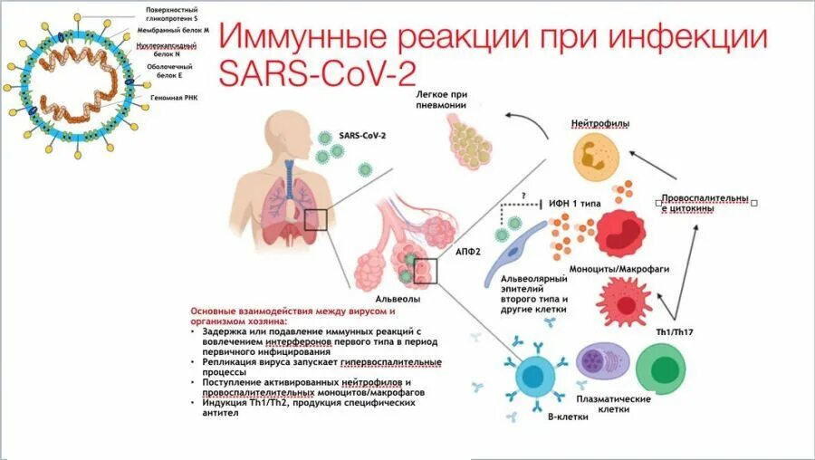 Иммунный риск. Цикатиновй шторм. Цитокиновый шторм коронавирус. Цитокиновый шторм при коронавирусе симптомы.