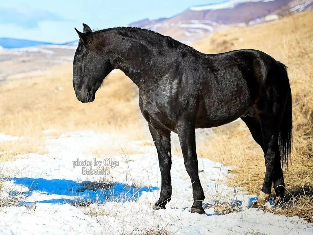 Карачаевская лошадь купить. Порода лошади карачаевец. Лошадь Карачай породы. Карачаевская порода лошадей Даусуз. Жеребец карачаевской породы Даусуз.