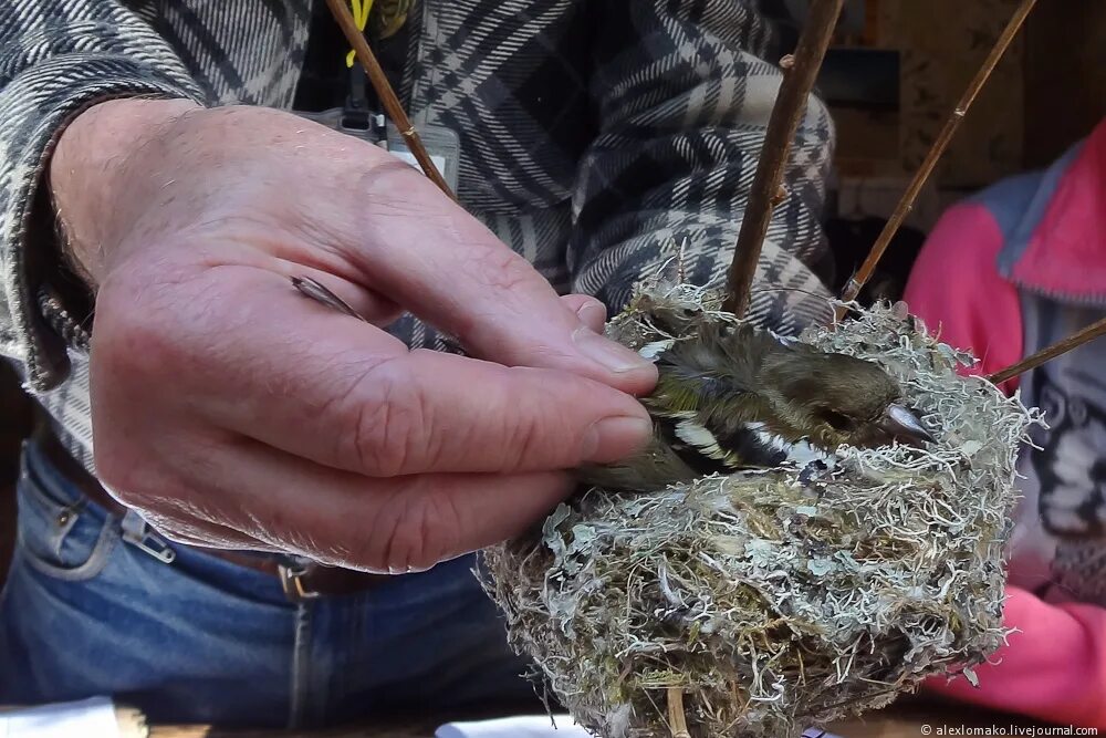 Ладожская орнитологическая станция. Станция кольцевания птиц. Станция кольцевания птиц фрингилла. Кольцевание на какой орнитологической станции. Кольцевание на какой орнитологической станции.