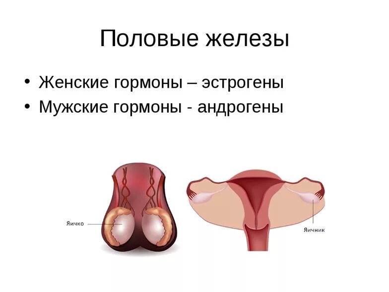 Половые железы. Мужские и женские половые железы. Половая железа. Женские половые железы.
