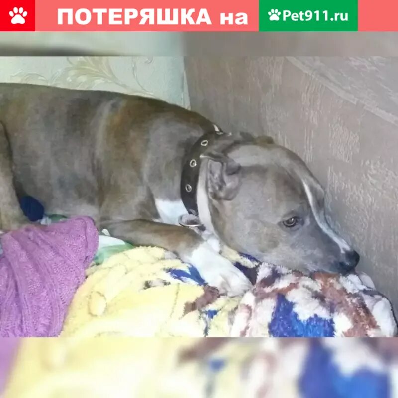 Найден стафф. Найден стафф. Нашли стаффа. Собака из игры в мурино. Стафф худой.