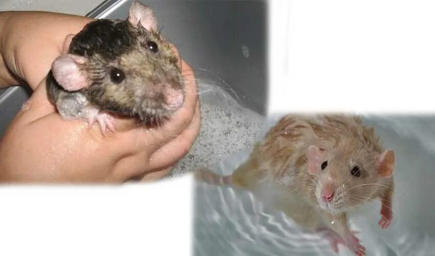 Плавают ли крысы