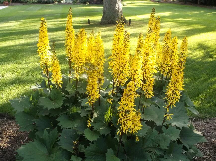 Бузульник Сибирский. Бузульник przewalskii. Бузульник Пржевальского Ligularia przewalskii. Трава бузульник Сибирский.