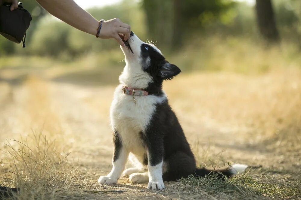 Treats animals