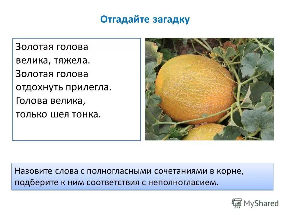 В золотой клубочек спрятался дубочек ответ на загадку. Загадки золотая головка. Листья сыплются дождём под ногами шелестят и летят летят летят. Загадку белая корзинка золотое донце в ней лежит росинка. Детская загадка про золото.